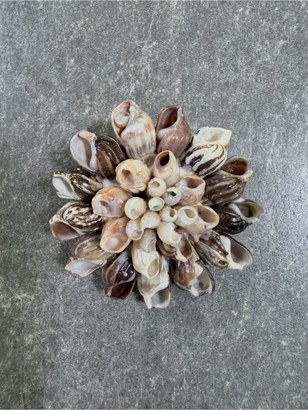 Vintage Brooch Sea Shell Cluster Pin - Neutral Tones - Picture 5 of 7